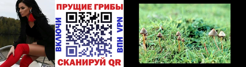 Псилоцибиновые грибы Psilocybe  Альметьевск 